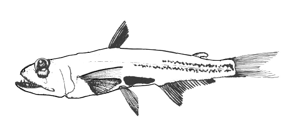 Scopelarchus-analis_00001.jpg