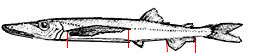 Sudis-hyalina_claves_03.jpg