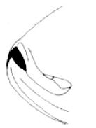 alosa_claves_02