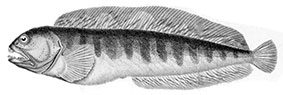 Anarhichas-lupus_claves.jpg