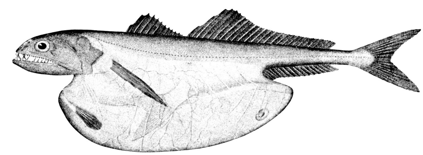 Chiasmodon-niger_01.jpg