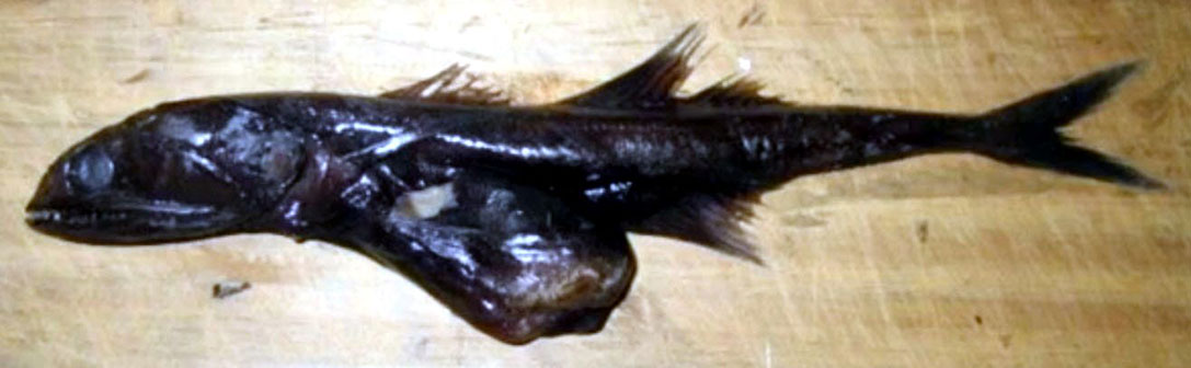 Chiasmodon-niger_03.jpg