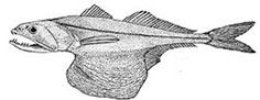 Chiasmodon-niger_claves.jpg