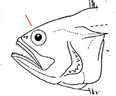 Echiichthys-vipera_claves.jpg