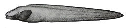 Pachycara-crassiceps_claves