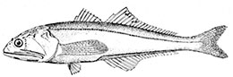 Pseudoscopelus-altipinnis-_claves.jpg