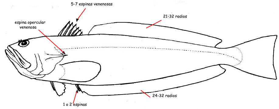 Trachinidae_01.jpg