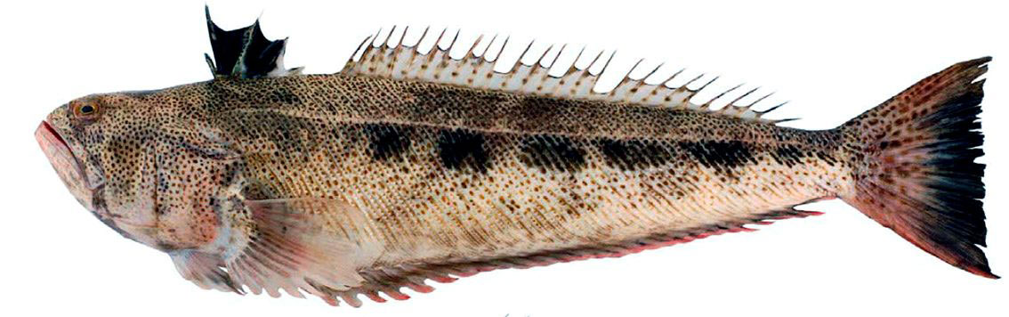 Trachinus-araneus_02.jpg