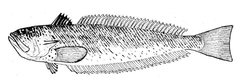 Trachinus-draco_01.jpg