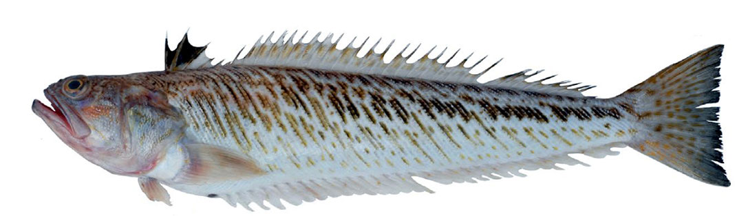 Trachinus-draco_021.jpg