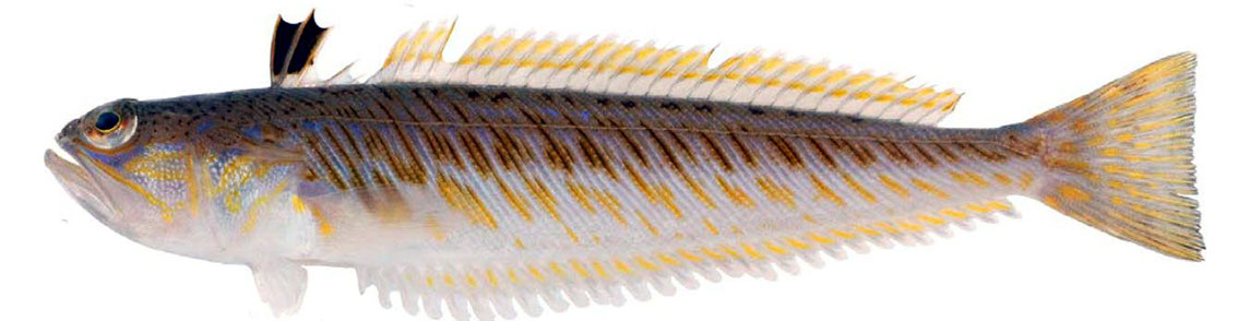 Trachinus-draco_03.jpg