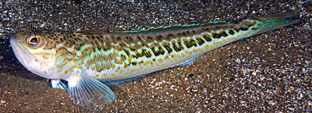 Trachinus-draco_05.jpg