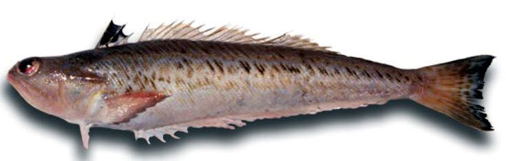 Trachinus-draco_07.jpg