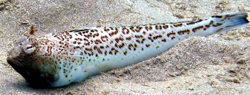 Trachinus-radiatus_03.jpg