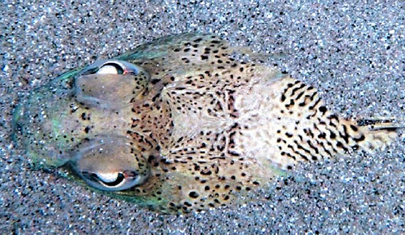 Trachinus-radiatus_04.jpg