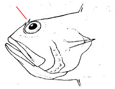 Trachinus_claves.jpg