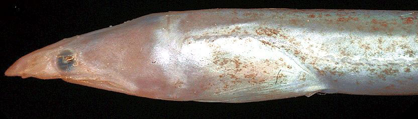 Apterichtus-anguiformis_02.jpg