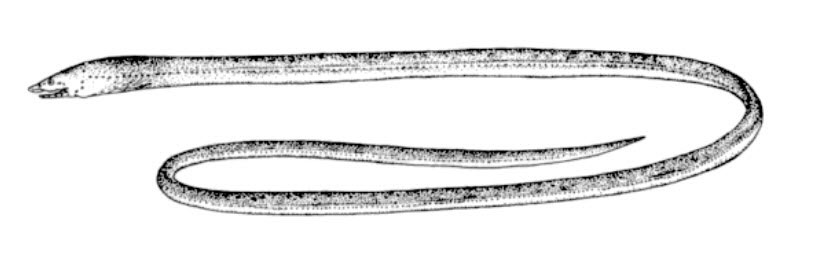 Apterichtus-caecus_001.jpg