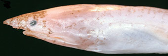 Apterichtus-caecus_02.jpg