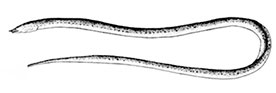 Apterichtus_claves.jpg