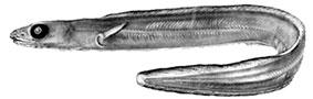 Ariosoma-balearicum_claves.jpg