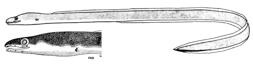 Chlopsis-bicolor_01.jpg