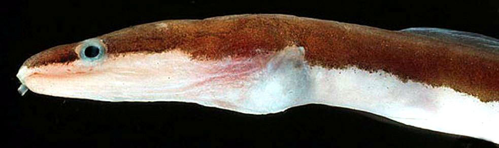 Chlopsis-bicolor_02.jpg