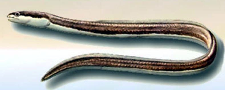 Chlopsis-bicolor_04.jpg