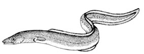 Conger-conger_claves.jpg