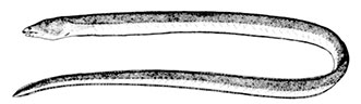 Dalophis-imberbis_claves.jpg