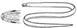 Dysomma-brevirostre_claves.jpg