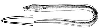 Echelus-myrus_claves.jpg