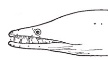 Enchelycore_claves.jpg