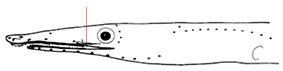 Facciolella_claves.jpg