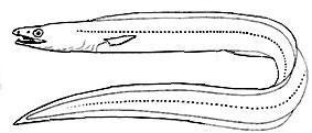 Famila-muraenosocidae_claves.jpg