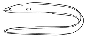 Familia-Chlopsidae.jpg