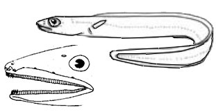 Familia-Congridae.jpg