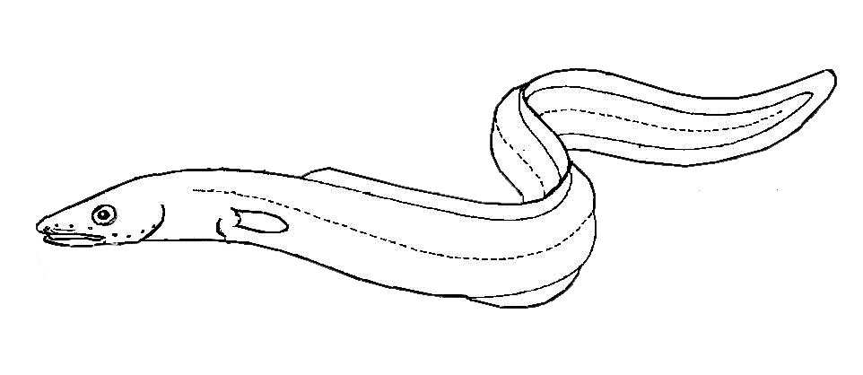 Familia-Congridae_01.jpg