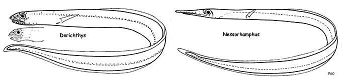 Familia-Derichthyidae_01.jpg