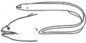 Familia-Muraenidae_03.jpg