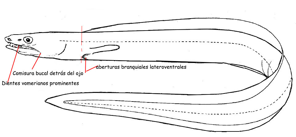 Familia-Muraenosocidae.jpg