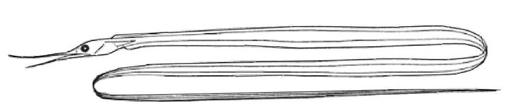 Familia-Nemichthyidae.jpg