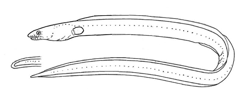 Familia-Ophichthidae.jpg