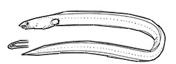 Familia-Ophichthidae_claves.jpg