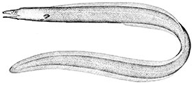 Familia-Synaphobranchidae.jpg
