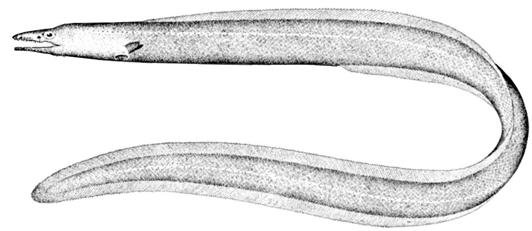 Familia-Synaphobranchidae_01.jpg