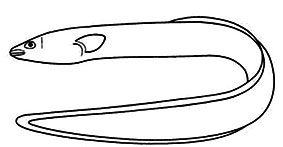 Familia-anguillidae_claves.jpg