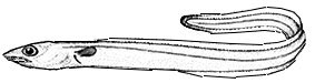 Gnathophis-mystax-_claves.jpg
