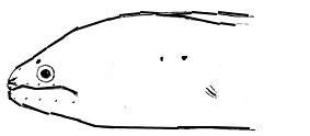 Gymnothorax-unicolor-_claves.jpg