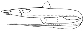 Halosauridae_vlaves.jpg